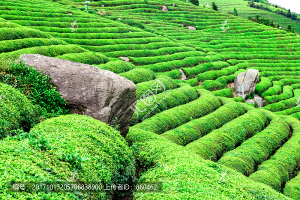 陽光茶場(chǎng),茶山