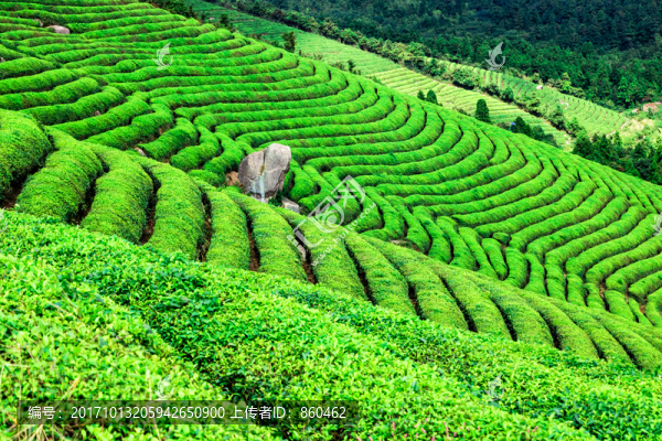 茶場(chǎng),茶山