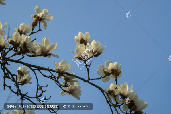 玉蘭花