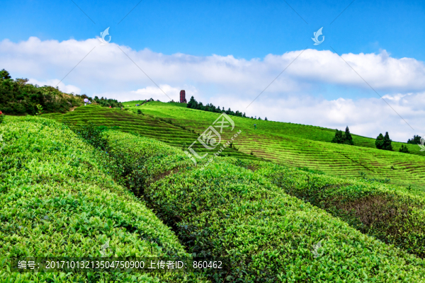 生態(tài)茶園,高山茶園