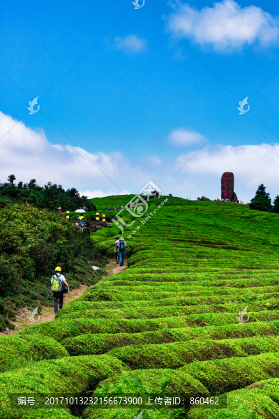 茶山風(fēng)景,茶山茶場,生態(tài)茶園