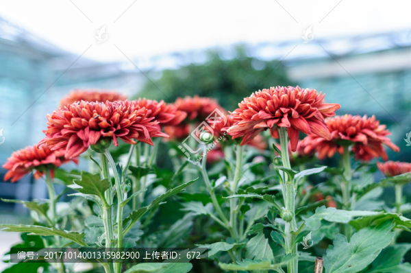 菊花