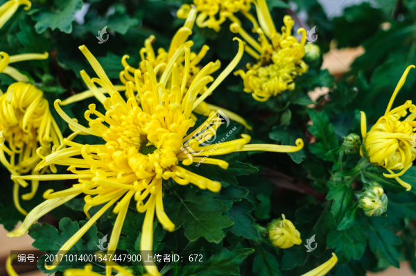 菊花