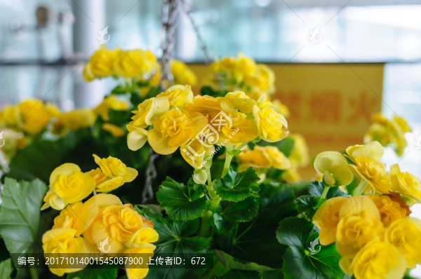 海棠花