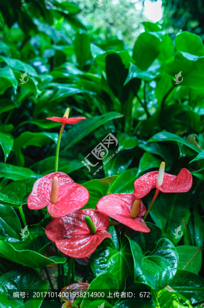 紅掌