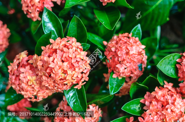 紅色繡球花