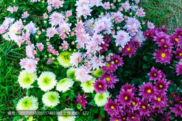 菊花
