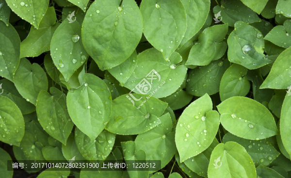 葉