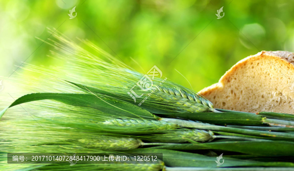 美麗的