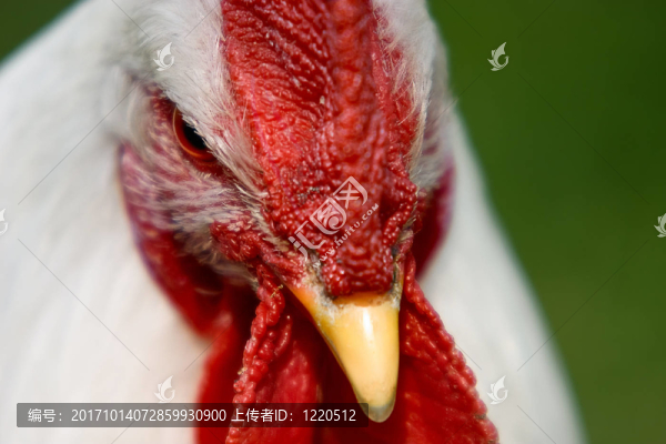 驕傲的公雞