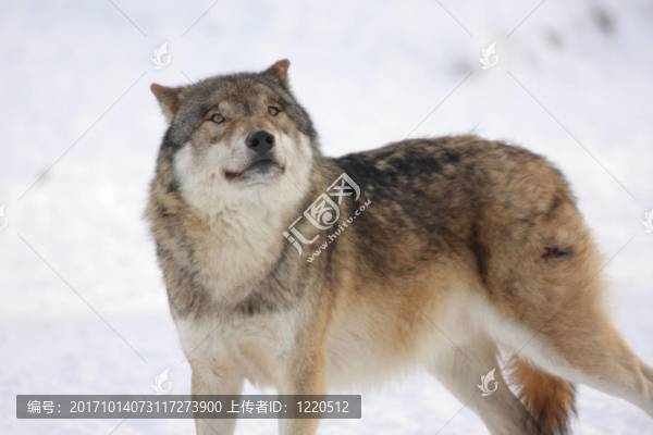 狼在冬天