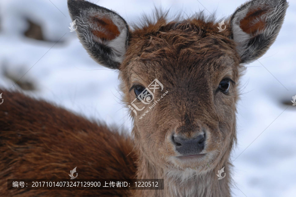 動物