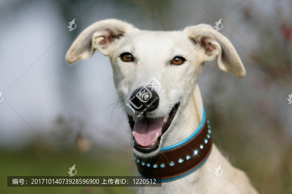 galgo西班牙語