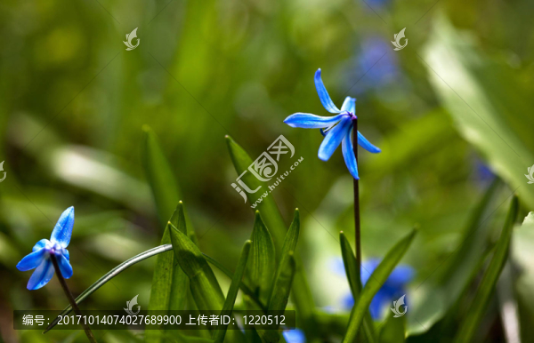 春天的花朵