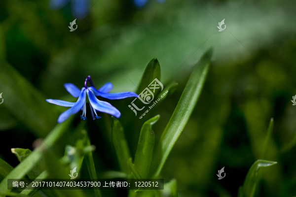 藍色的花