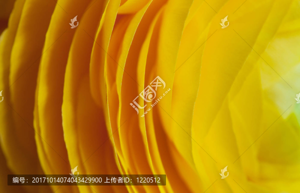 yellow,ranunculus,ranunculus,asiaticus