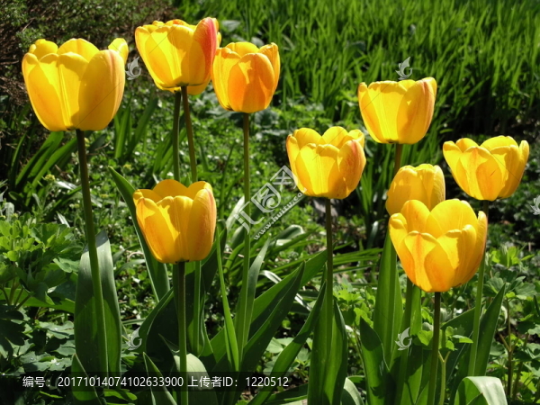 花園