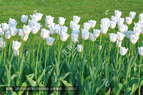 花園