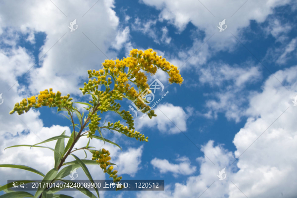 一枝黃花