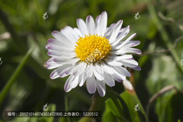 雛菊