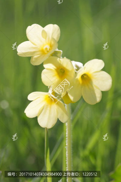 西洋櫻草