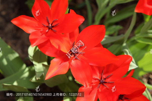 郁金香