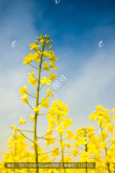 油菜花