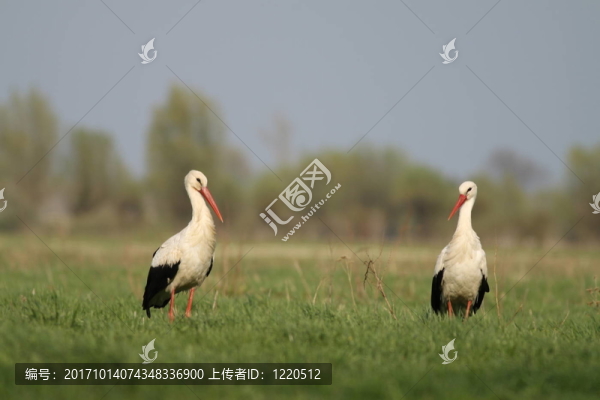 白鸛