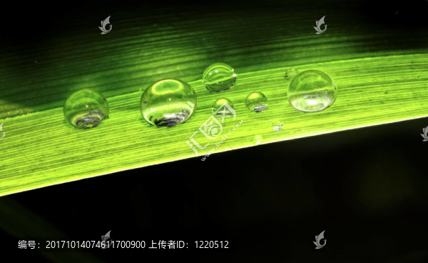 葉