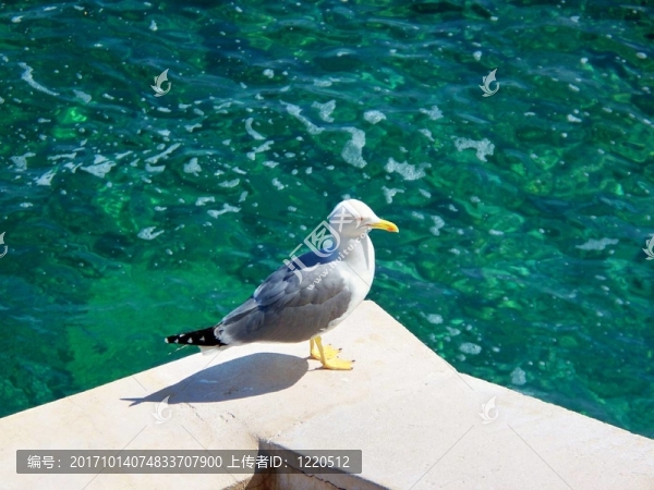 海鷗