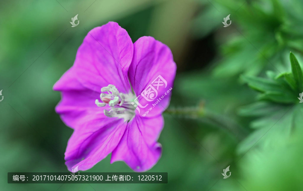 開花