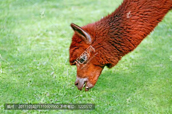 羊駝