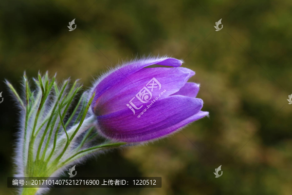 紫羅蘭