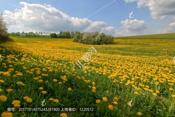 俯瞰花草地