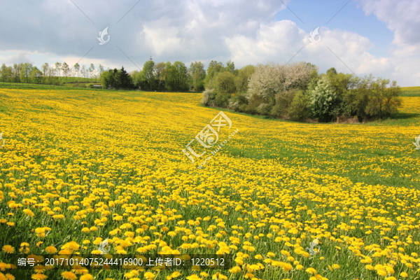 俯瞰花草地