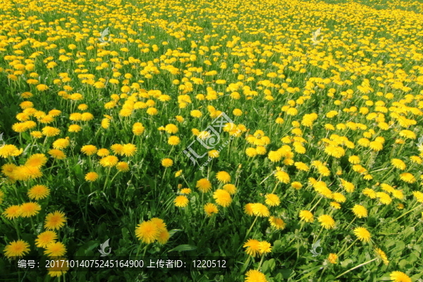 俯瞰花草地