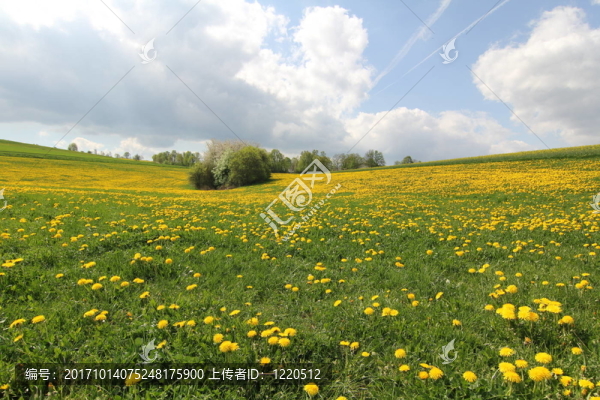 花草地觀
