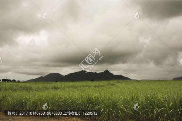 甘蔗田