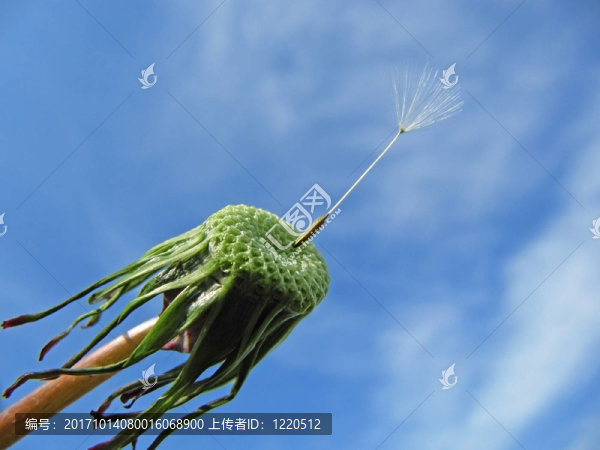 最后的降落傘