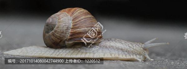 爬行