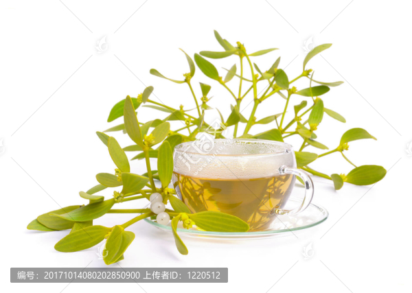 茶槲寄生-槲寄生茶04