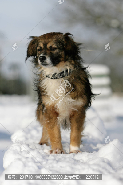 雪中的女主角