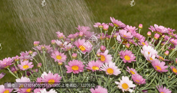 花卉