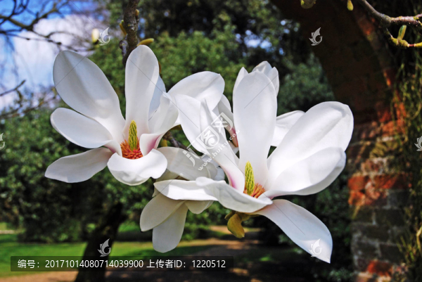 木蘭花