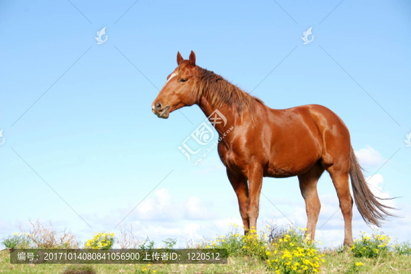 馬