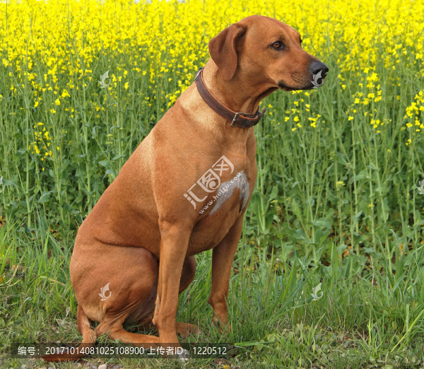羅得西亞脊背犬