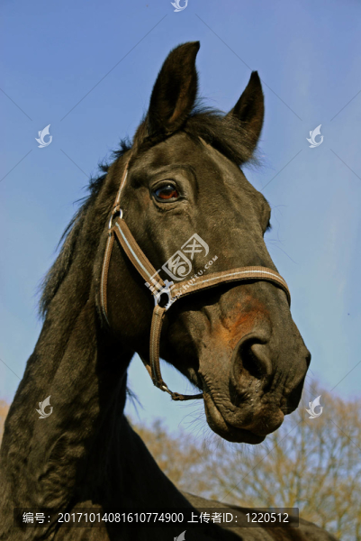 pferdeportrait