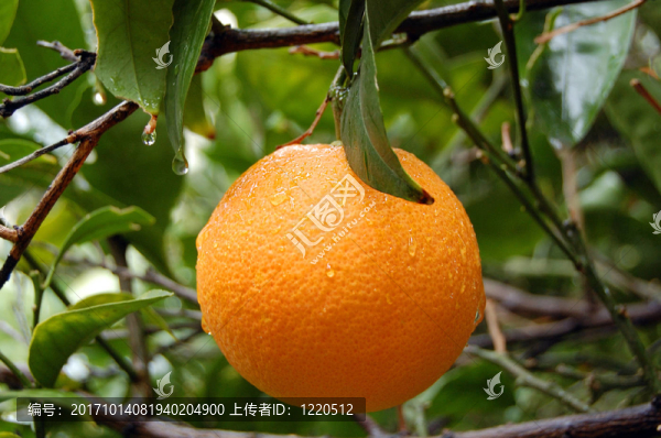 橙樹