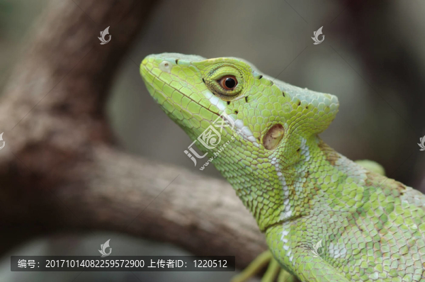 肖像