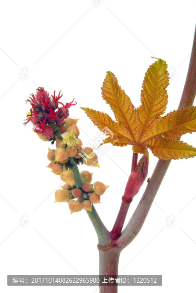 wunderbaum,-蓖麻22